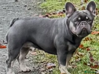 French Bulldog dogs Frenchie female - Advert 3