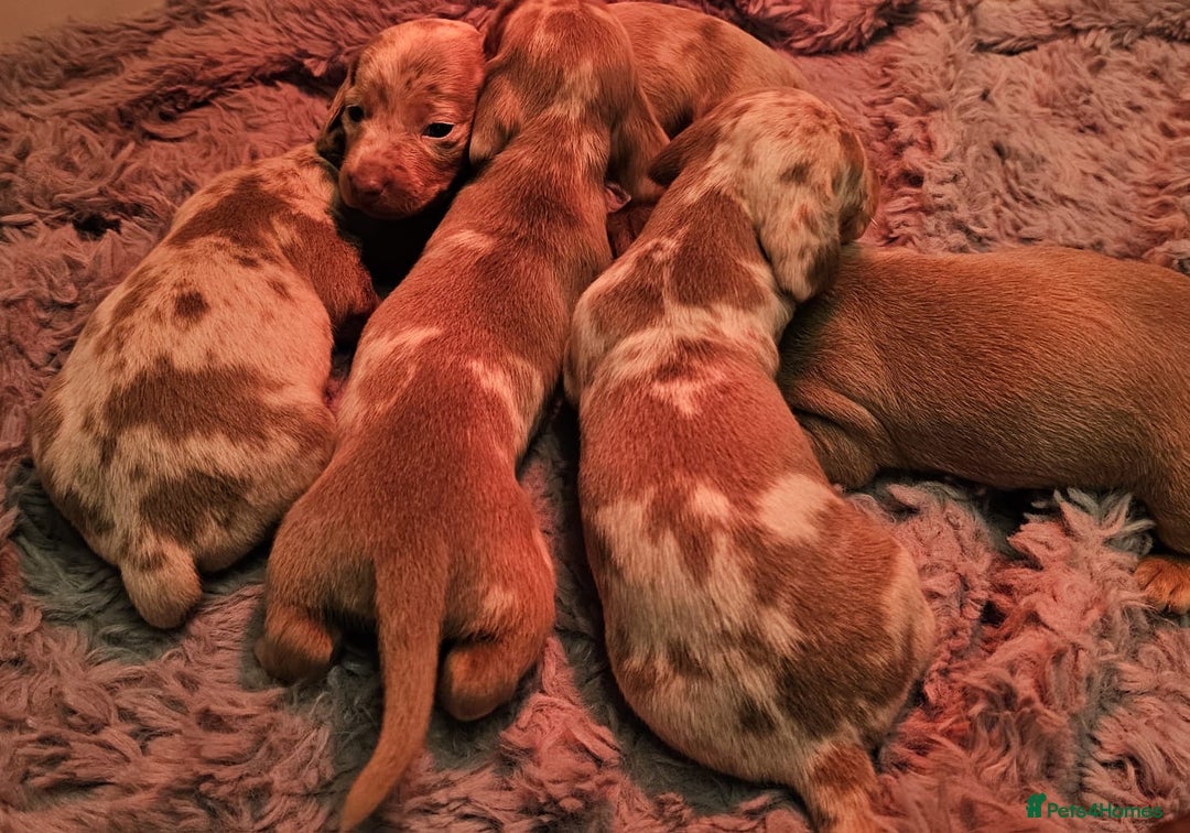 Dachshund dogs for sale: Isabella Dapple Dachshund Puppies - Advert 21