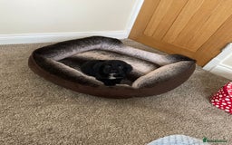 Cocker Spaniel dogs for sale: Cocker spaniel puppies  - Image 11