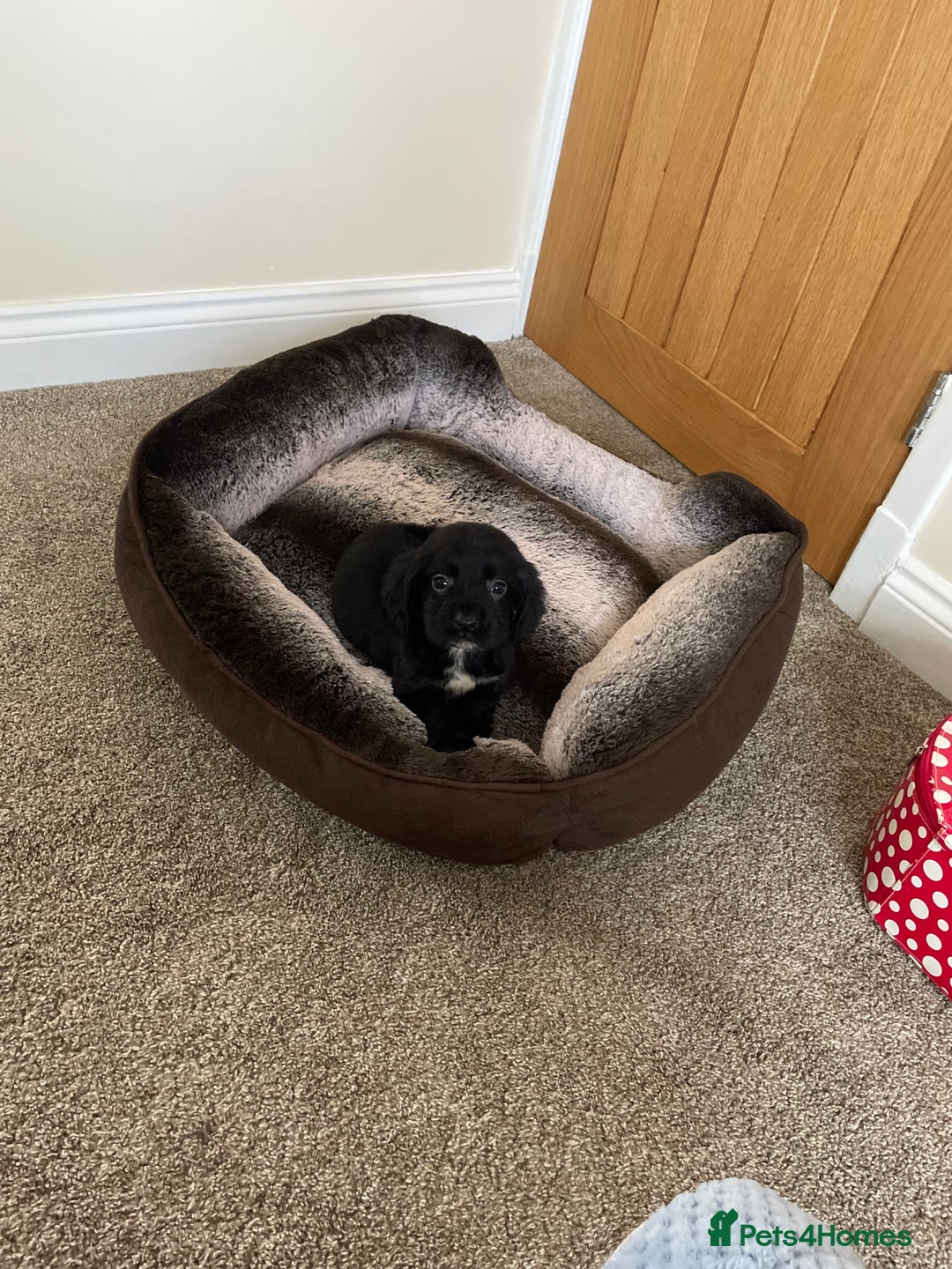 Cocker Spaniel dogs for sale: Cocker spaniel puppies  - Image 11