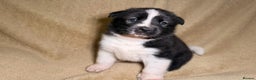 Akita dogs for sale: 7 beautiful American Akita Puppies - Advert 20