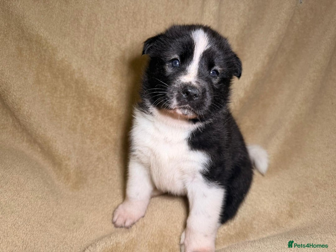 Akita dogs for sale: 7 beautiful American Akita Puppies - Advert 20