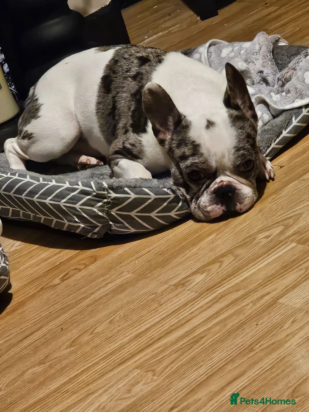 French Bulldog dogs for stud: Stud  in Warrington - Advert 2