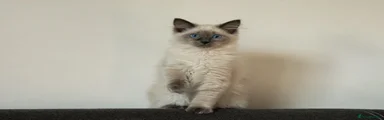 Ragdoll 4