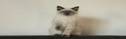 Ragdoll cats for sale: Beautiful GCCF Registered Ragdoll Kittens in Helensburgh - Advert 10