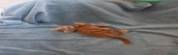 Mixed Breed cats for sale: Beautiful Kittens Videos in Barnsley - Advert 14