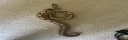 Python Snake reptiles for sale: Spider ball python - Advert 4