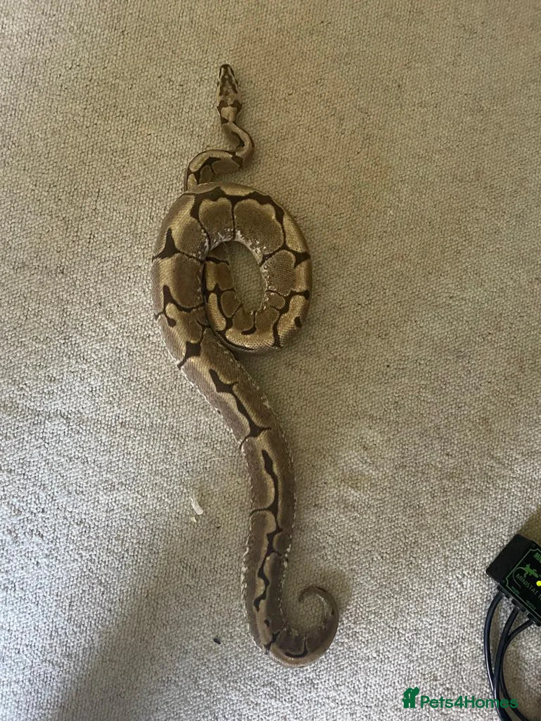 Python Snake reptiles for sale: Spider ball python - Advert 4