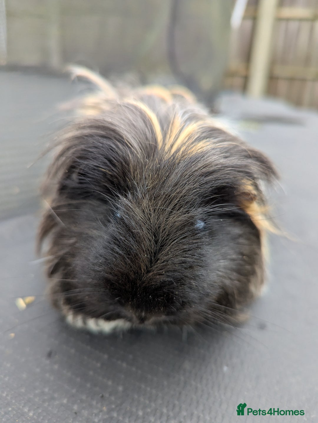 Guinea Pig rodents for sale: Sheltie guinea pig looking for a new home + friend - Advert 4