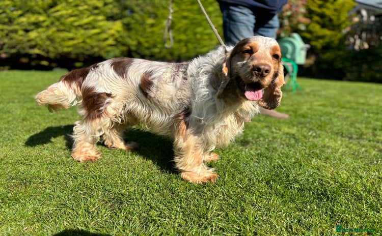 Cocker Spaniel dogs - Advert 6