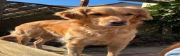 Golden Retriever dogs for sale: Golden Retriever Female Puppy 17 weeks old in Bridgwater - Advert 2