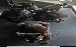 British Shorthair cats for sale: Kittens for sale  - Image 6