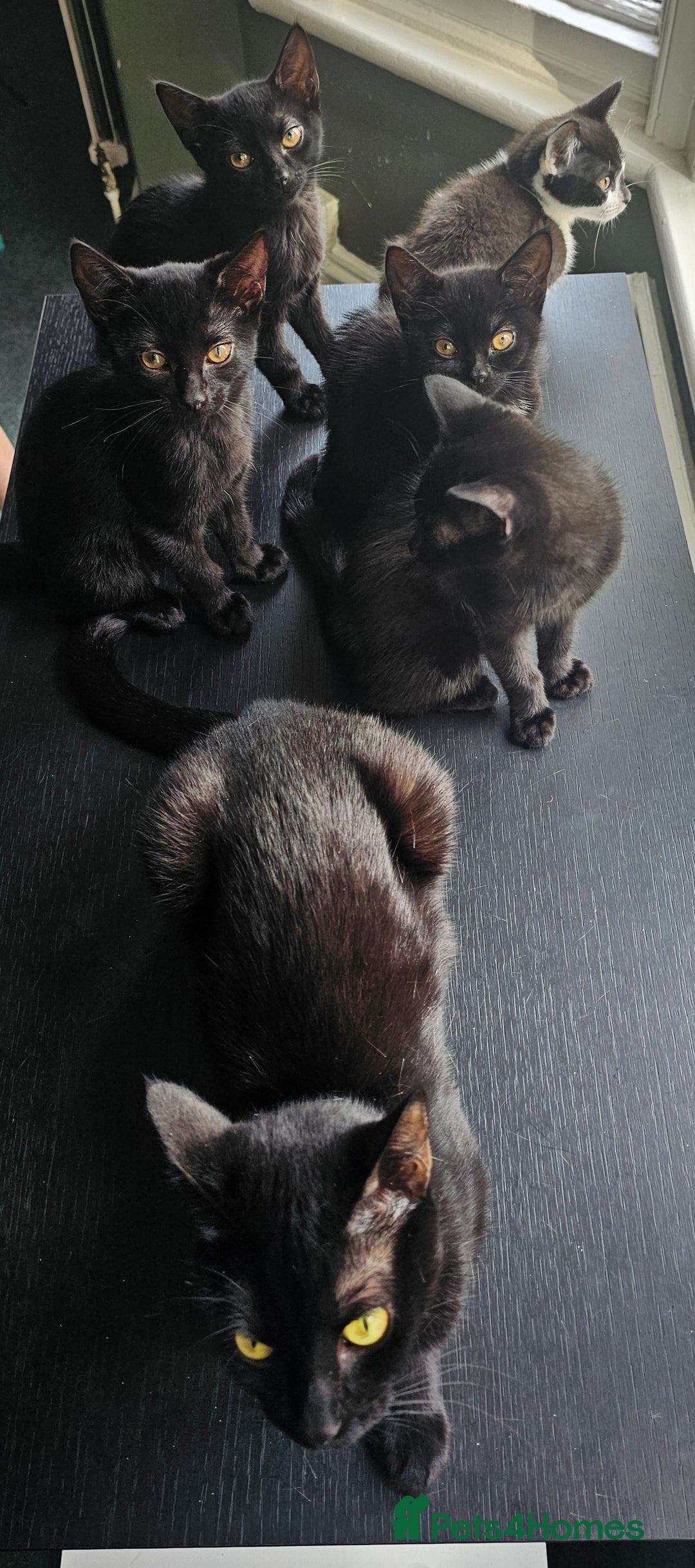 British Shorthair cats for sale: Kittens for sale  - Image 6