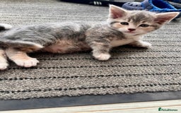 Mixed Breed cats for sale: Beautiful kittens, 2 girls, 1 boy - Image 2