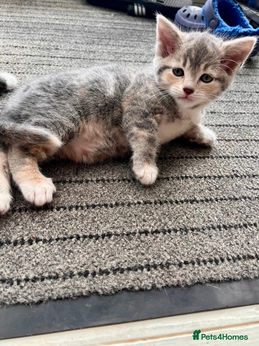 Mixed Breed cats for sale: Beautiful kittens, 2 girls, 1 boy - Image 2