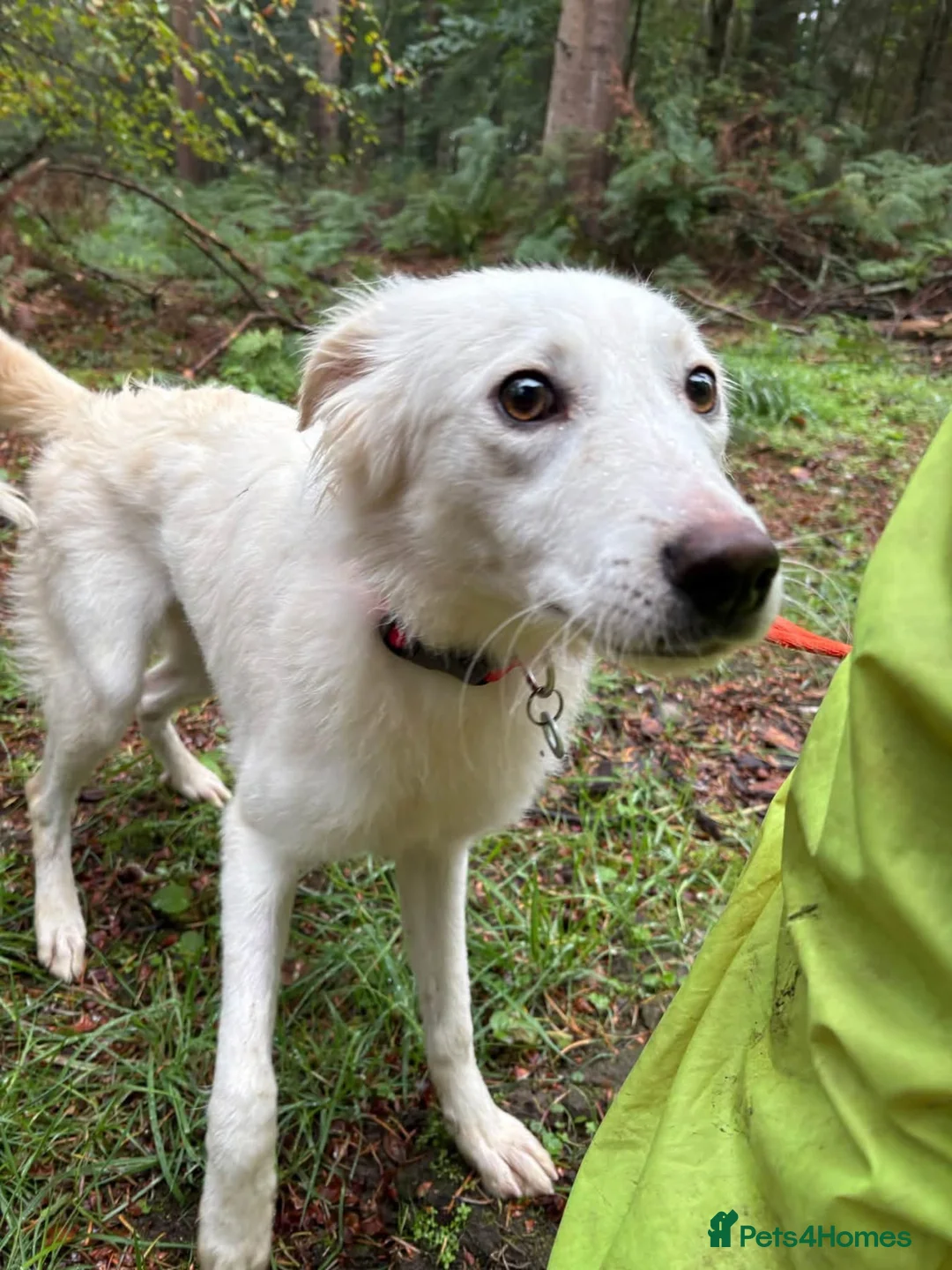Mixed Breed dogs for adoption: Jemma - Norwich Norfolk  - Advert 2
