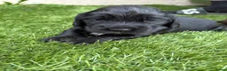 Cocker Spaniel dogs for sale: 4 showtype cocker spaniel puppies - Advert 4