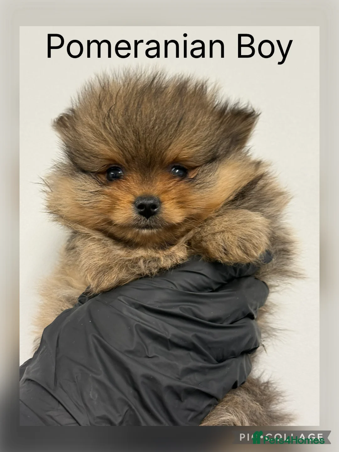 Pomeranian dogs for sale: KC Pomeranian Boys - Advert 3