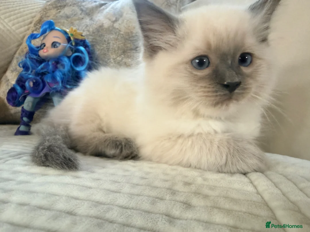 Ragdoll cats for sale: Stunning Bluepoint Ragdoll Kittens for sale - Advert 39
