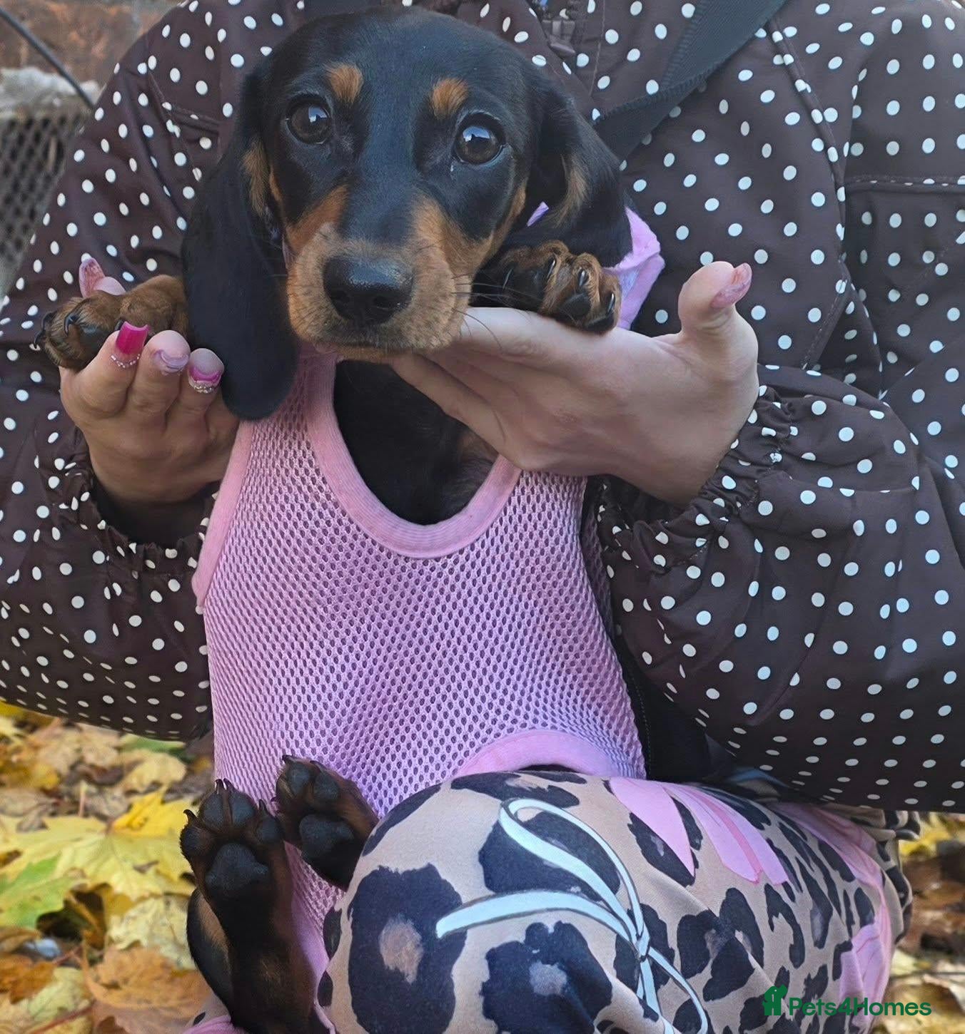 Dachshund dogs for sale: Medium sized' short legged Dachshund puppies - Advert 1