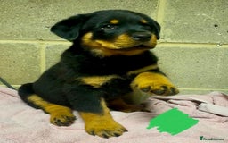 Rottweiler dogs for sale: 3 male Rottweiler pups ready to leave.  - Image 4