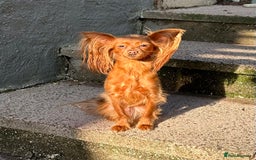 Russian Toy Terrier dogs for sale: Russian Toy puppies from show lines  - Image 11