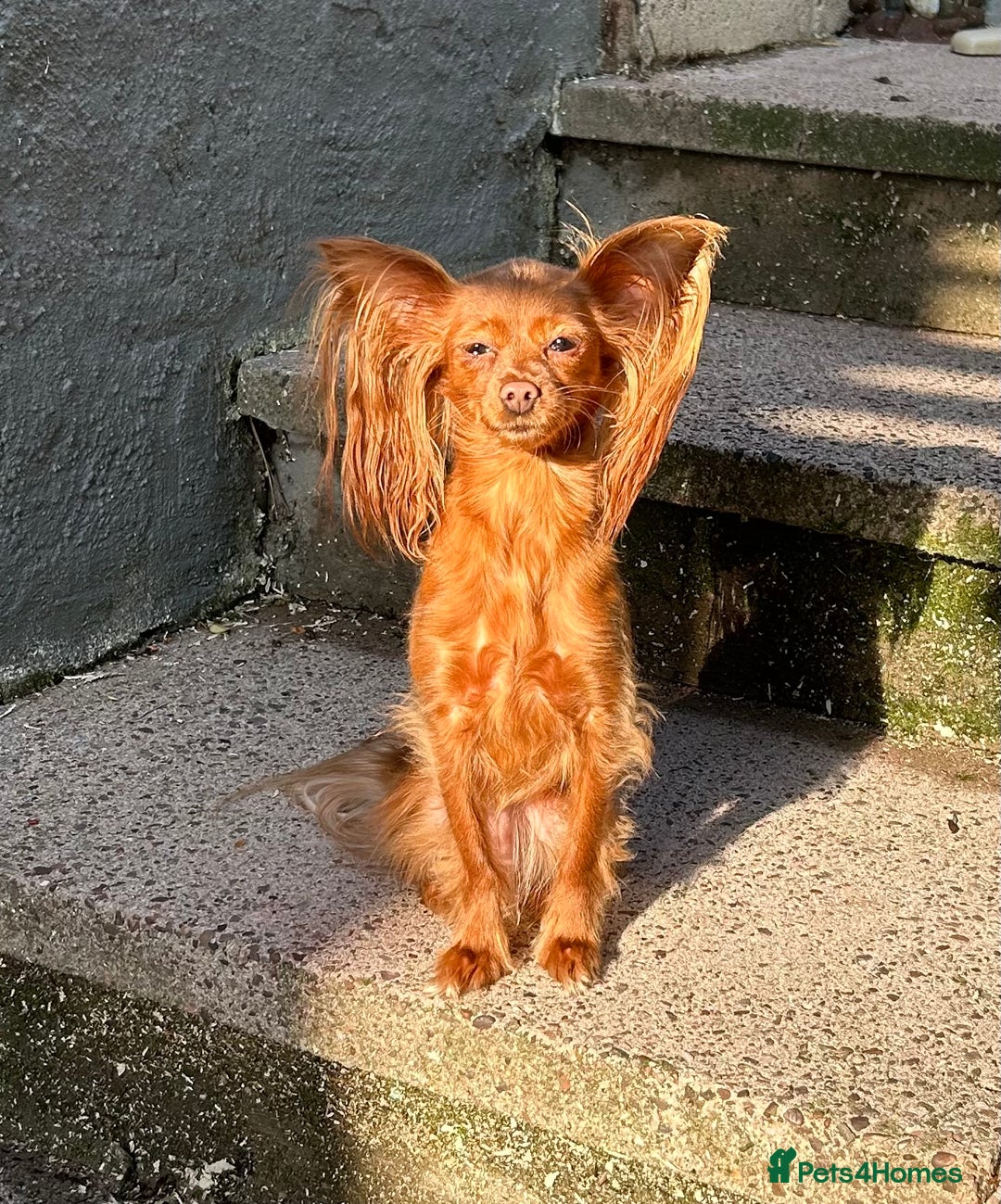 Russian Toy Terrier dogs for sale: Russian Toy puppies from show lines  - Image 11