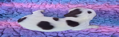 Destrier Rose Blossom - Liver/ White Girl