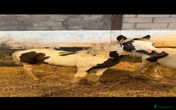 Irish Cob horses for sale: Piper the sweetest little filly  - Image 3
