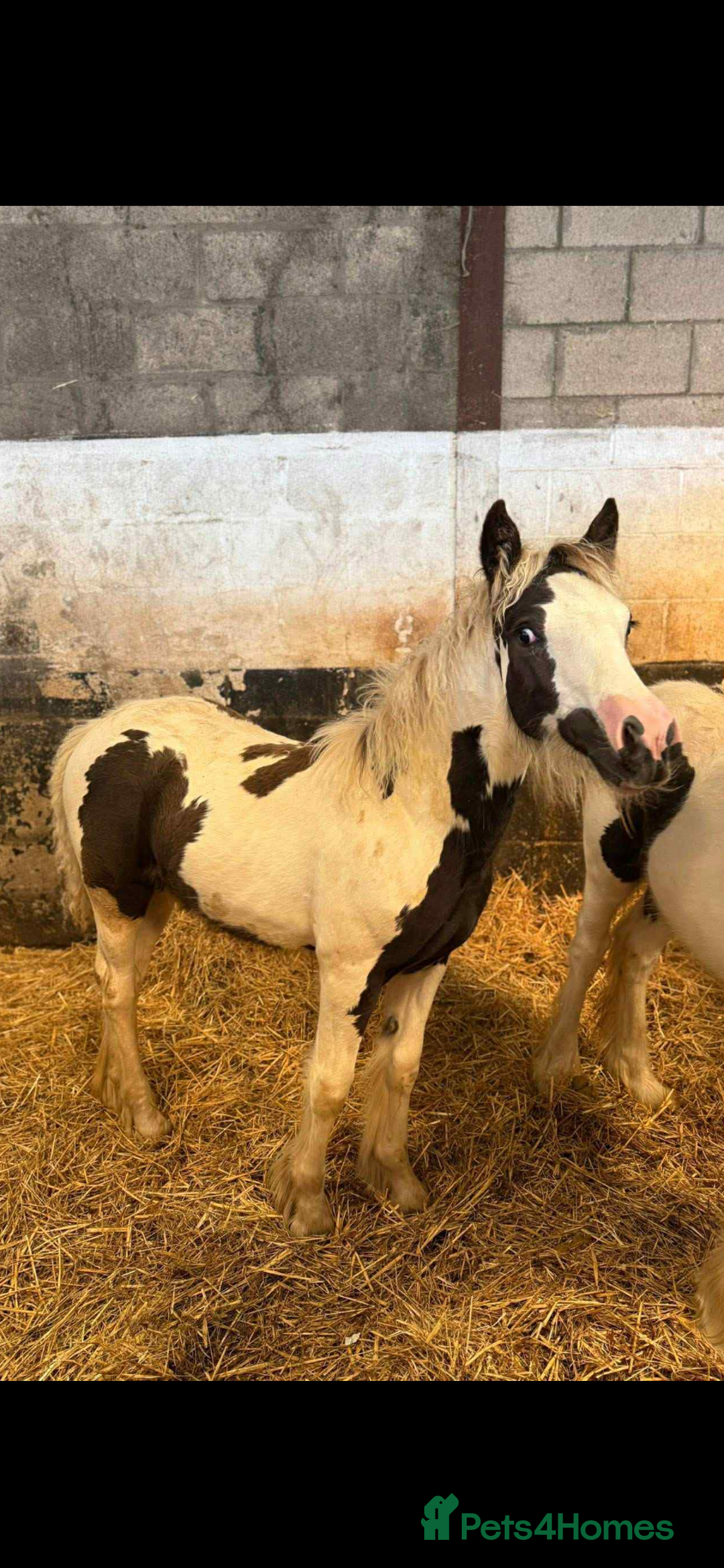 Irish Cob horses for sale: Piper the sweetest little filly  - Image 3