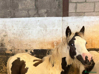 Irish Cob horses Piper the sweetest little filly - Advert 13