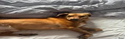 Mixed Breed dogs for adoption: 💙HARRY💙 – CLEVER, CUDDLY & FULL OF LOVE - Advert 4
