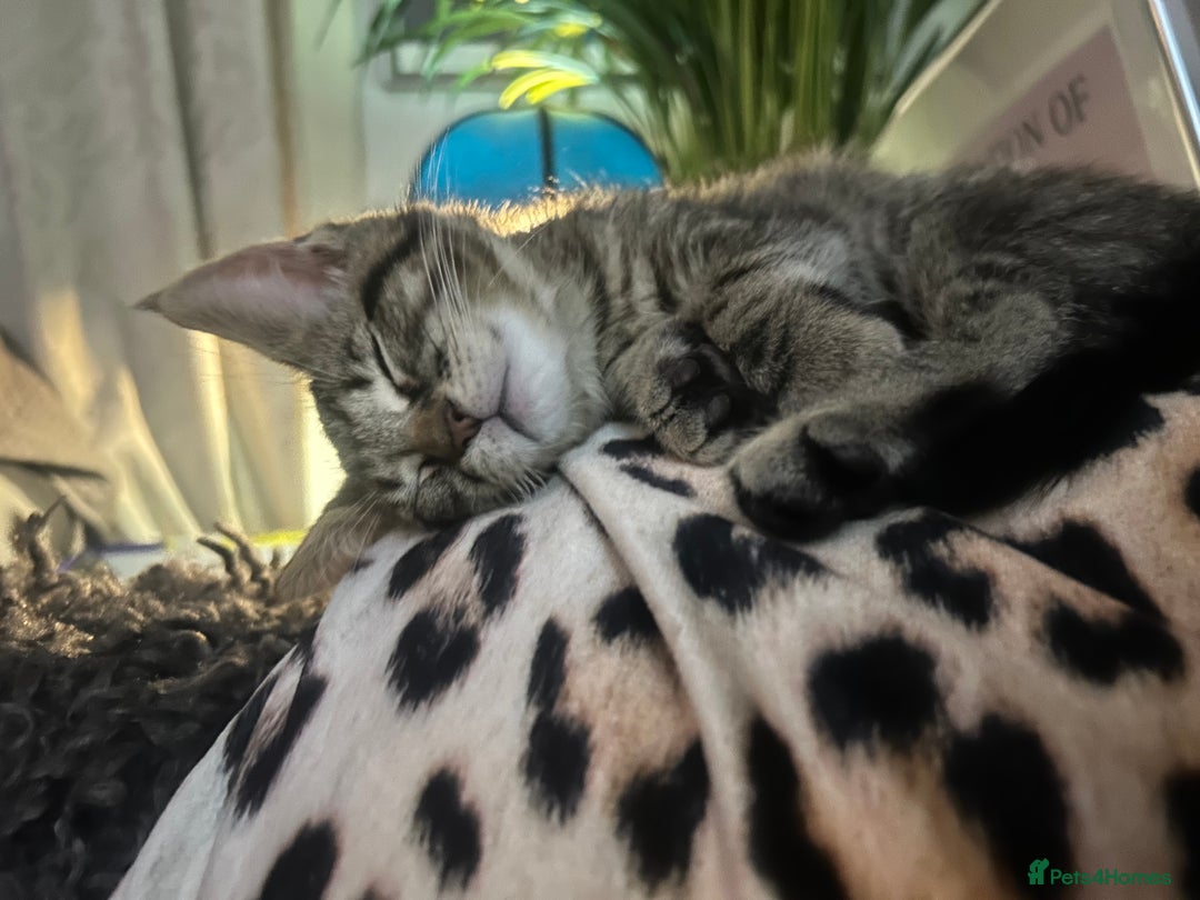 Maine Coon cats for sale: Beautiful tabby Maine Coon X kittens  - Image 5