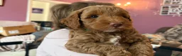 Cockapoo dogs for sale: Last Stunning cockapoo girl ready now - Advert 33