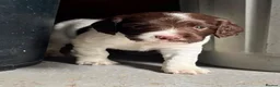 English Springer Spaniel dogs for sale: Beautiful Springer Spaniel Puppies - Advert 1