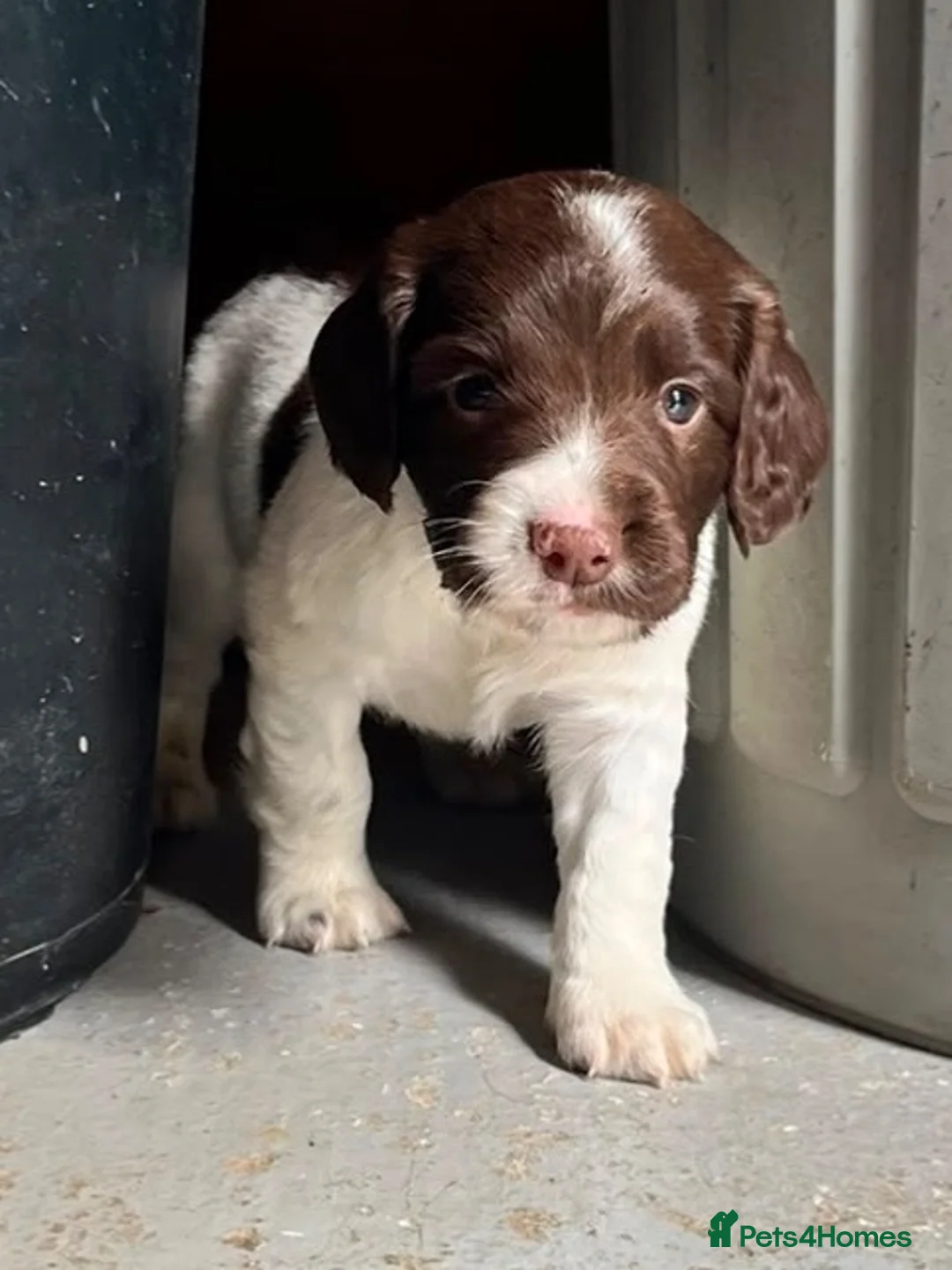 English Springer Spaniel dogs for sale: Beautiful Springer Spaniel Puppies - Advert 1