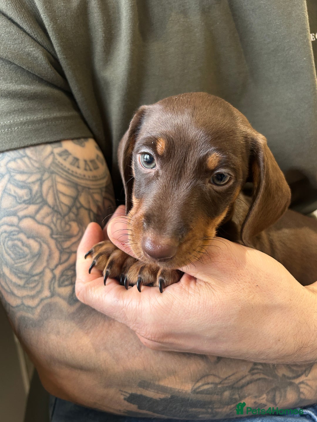 Miniature Dachshund dogs for sale: Chocolate and Tan KC Boy mini dachshund  - Advert 6