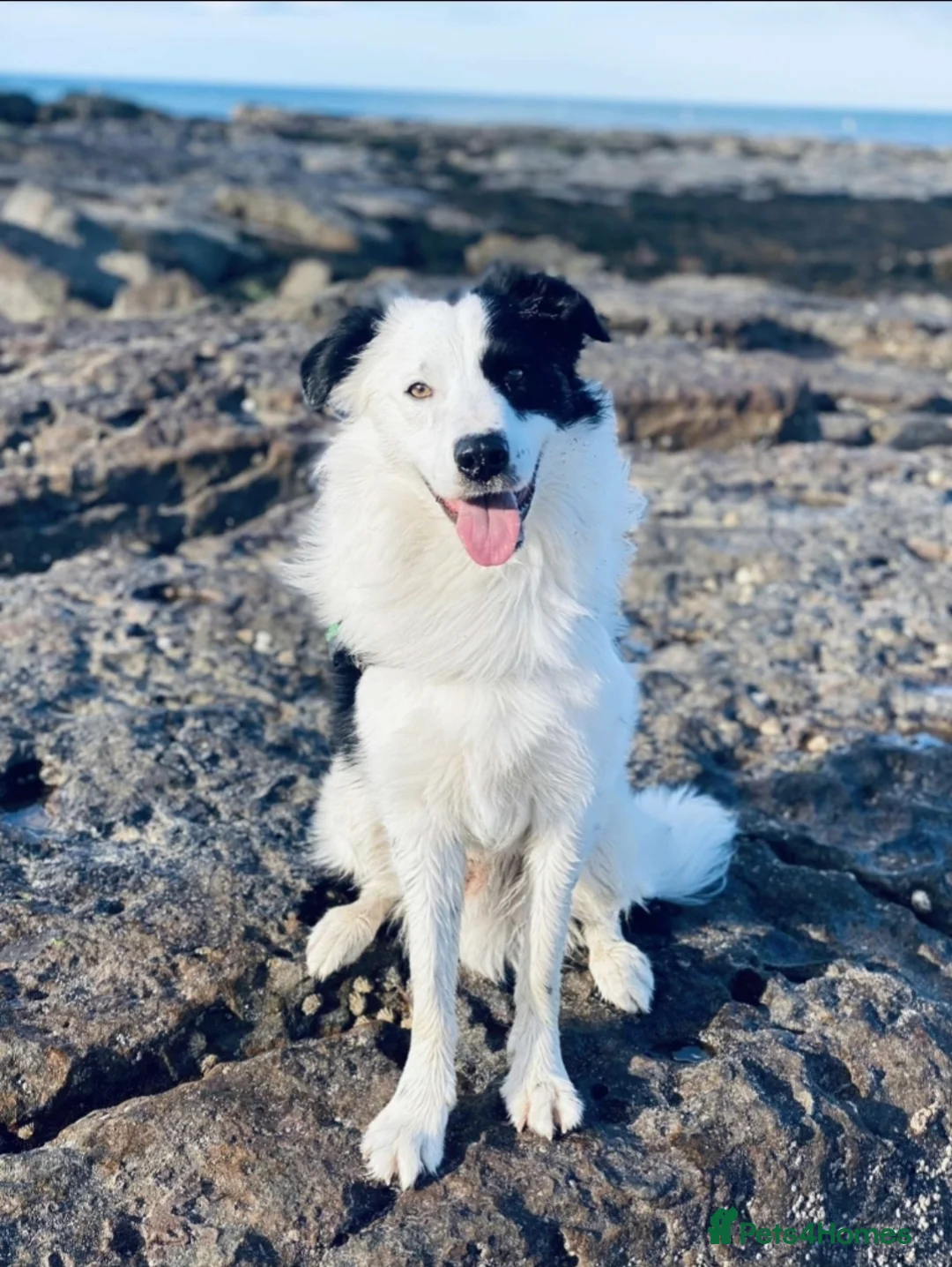 Border Collie dogs for sale: Border collie pups  - Advert 25