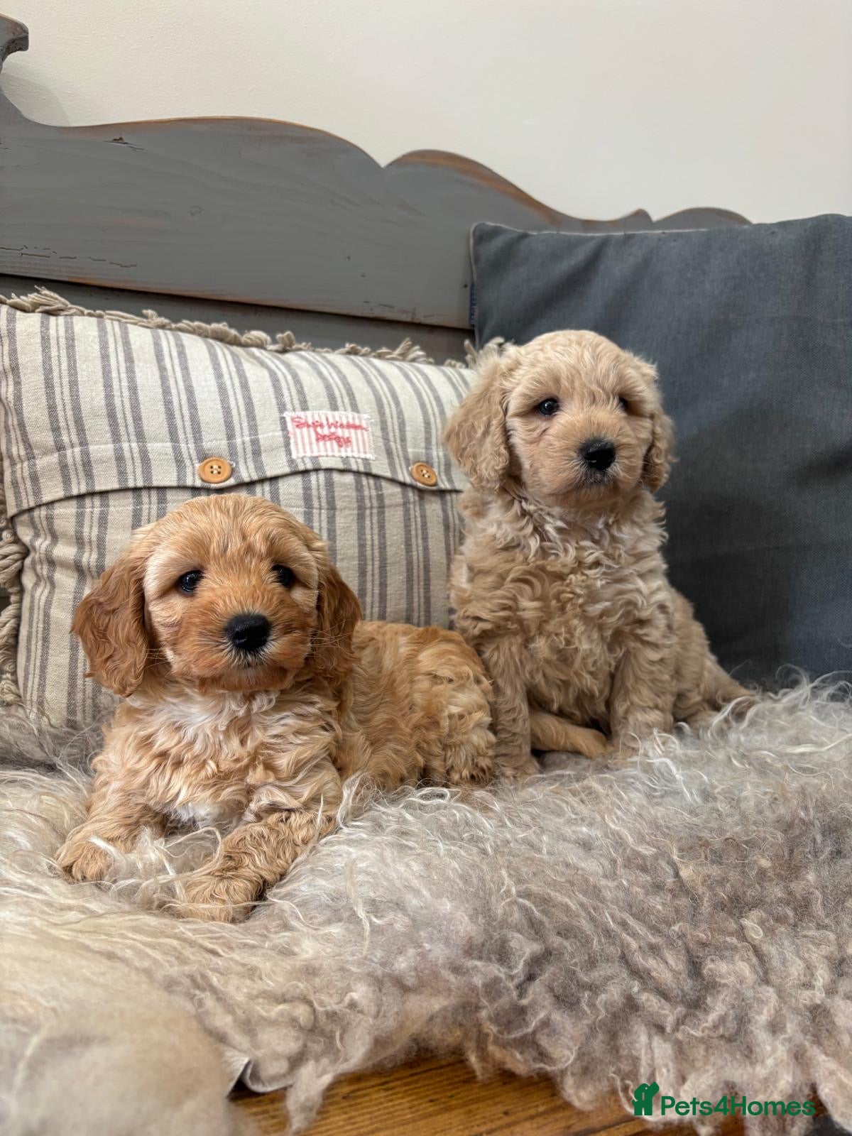 Cavapoochon dogs 🩷🩷Cavapoochon girl🩷🩷 - Advert 1