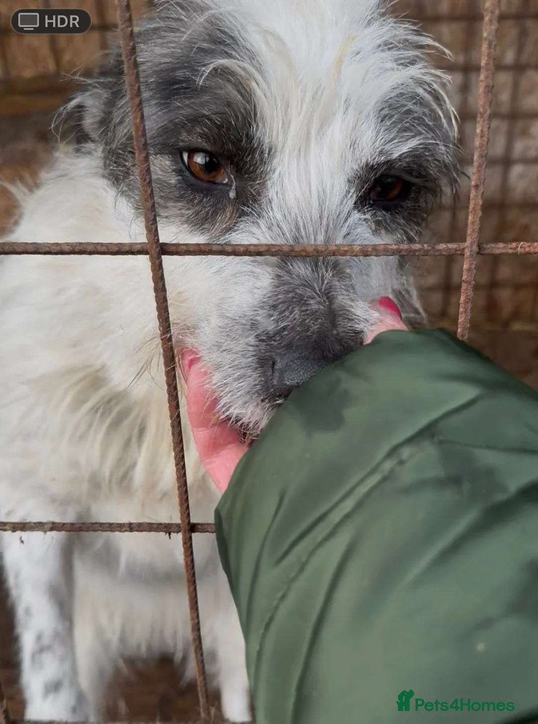 Mixed Breed dogs for adoption: 🐾MIRA🐾, a beautiful young girl for a Loving Home - Advert 10