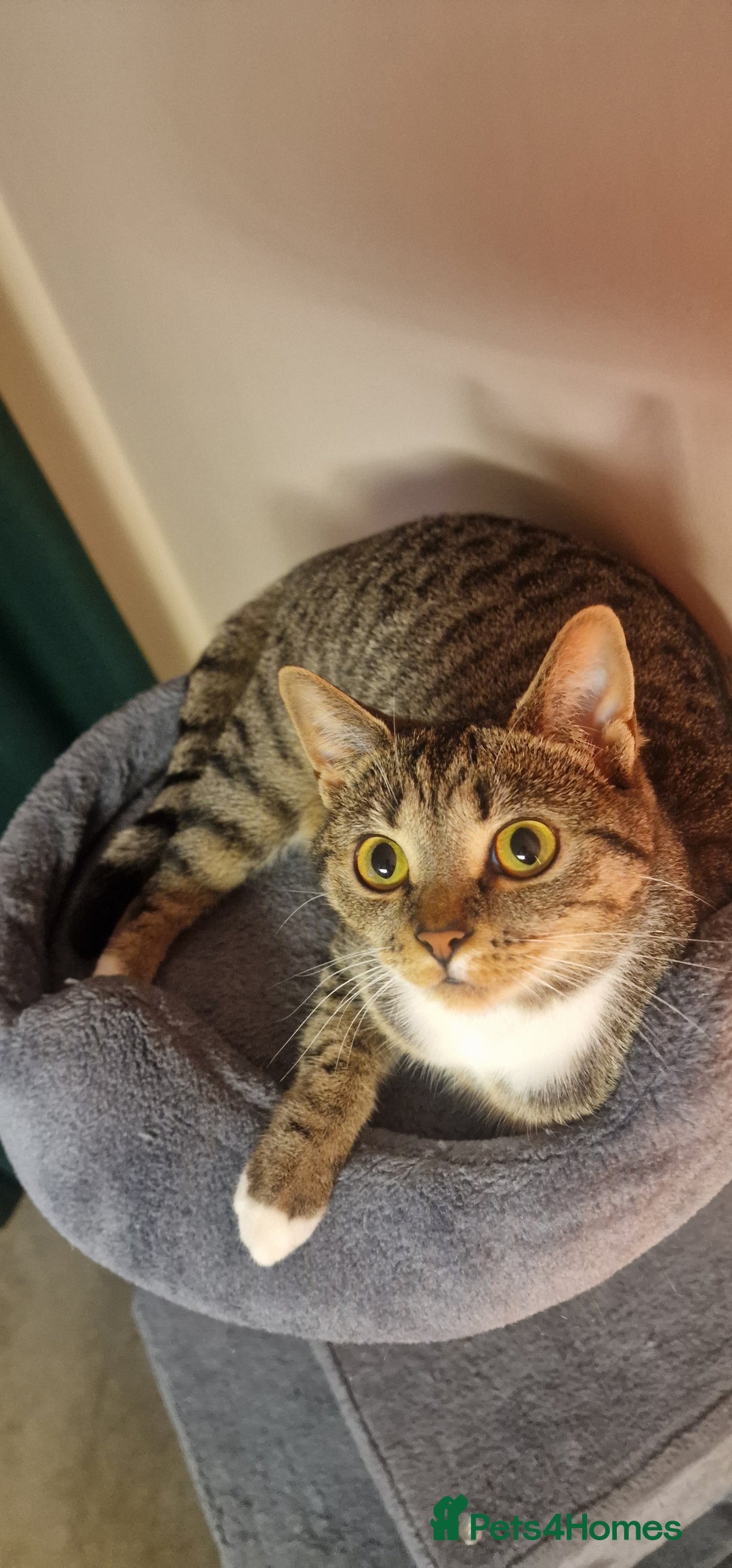 Mixed Breed cats for sale: Cat( for free) - Advert 5