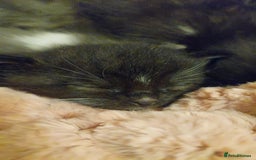 Mixed Breed cats for sale: Beautiful Maine Coon x kittens - Image 8