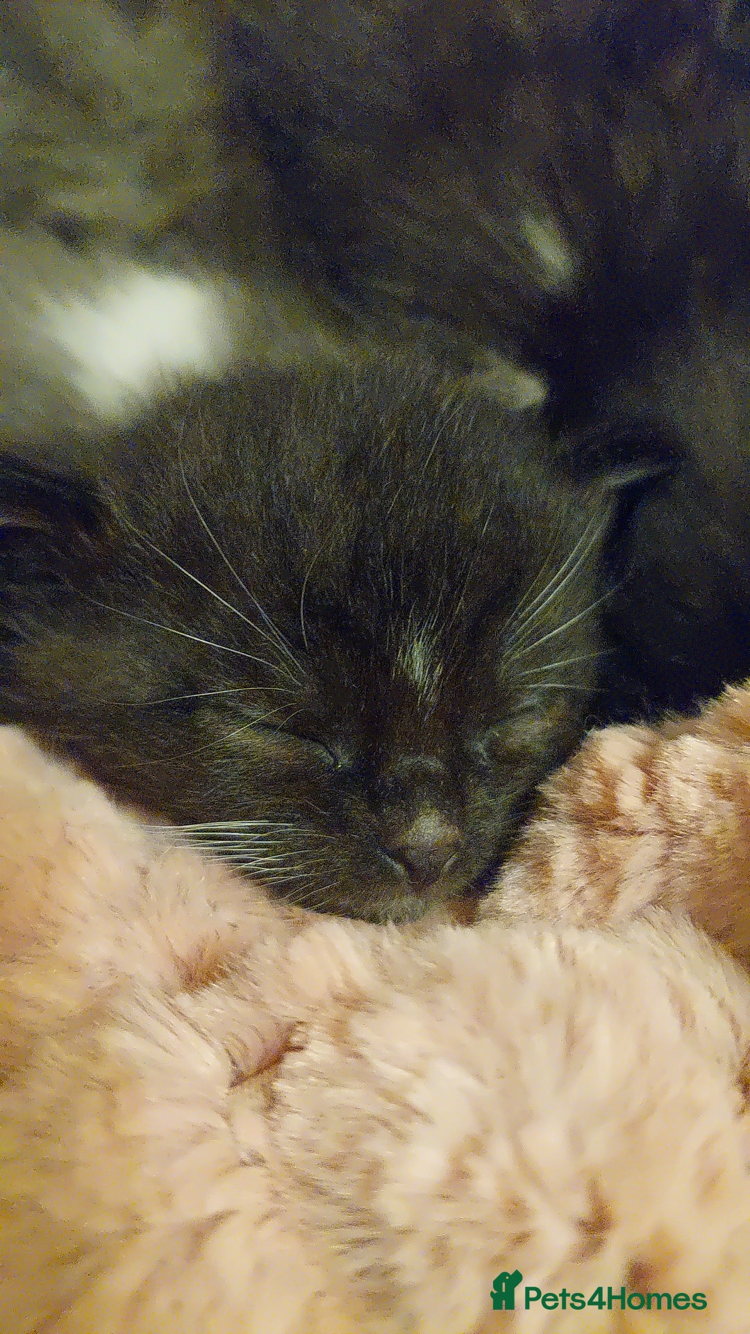 Mixed Breed cats for sale: Beautiful Maine Coon x kittens - Image 8