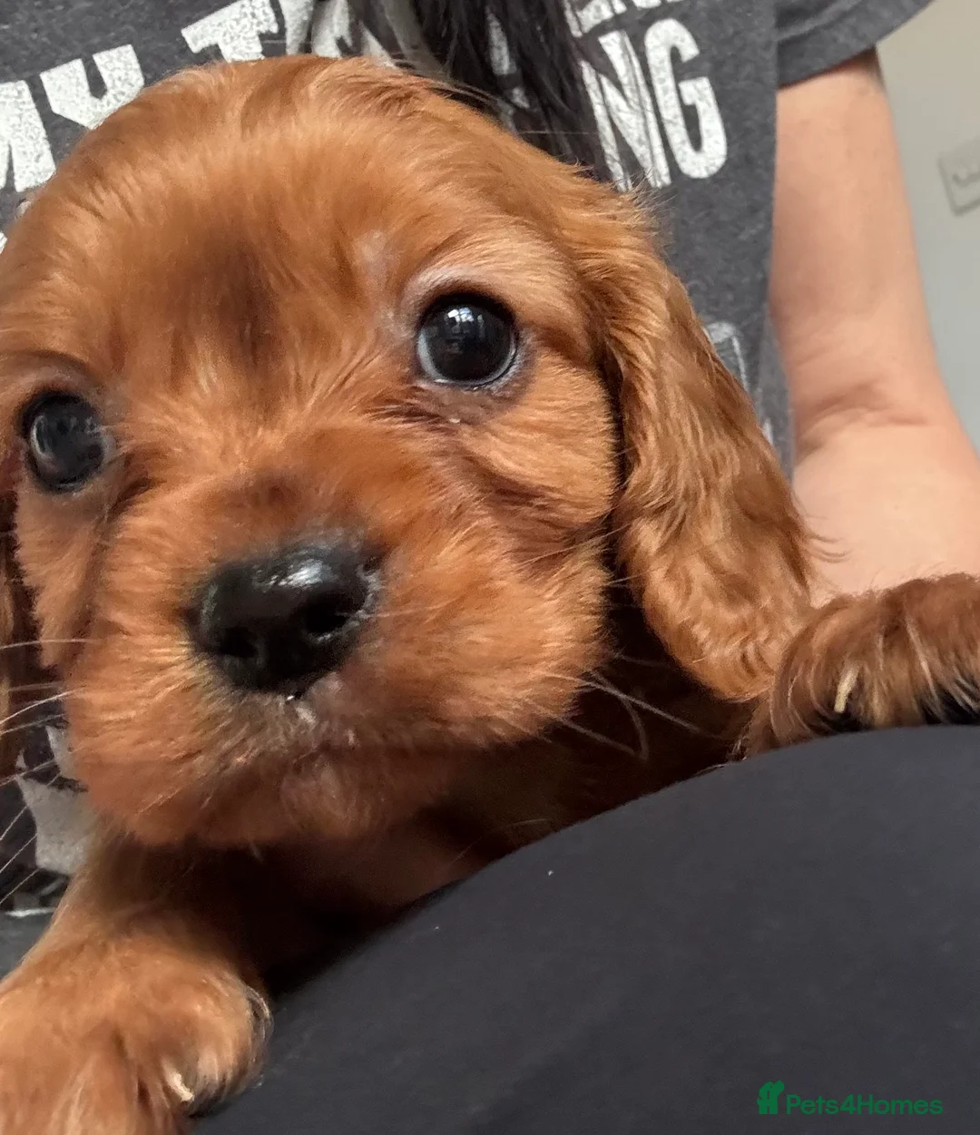 Cavalier King Charles Spaniel dogs for sale: Ruby cavalier King Charles puppies - Advert 1