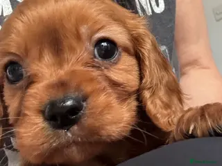 Cavalier King Charles Spaniel dogs Ruby cavalier King Charles puppies - Advert 2