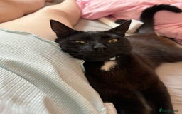 Domestic Shorthair cats for sale: Pablo - Image 2