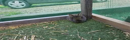 Mixed Breed rabbits for sale: Baby rabbits - Advert 8