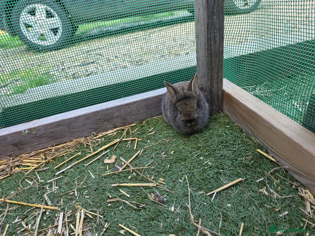 Mixed Breed rabbits for sale: Baby rabbits - Advert 8