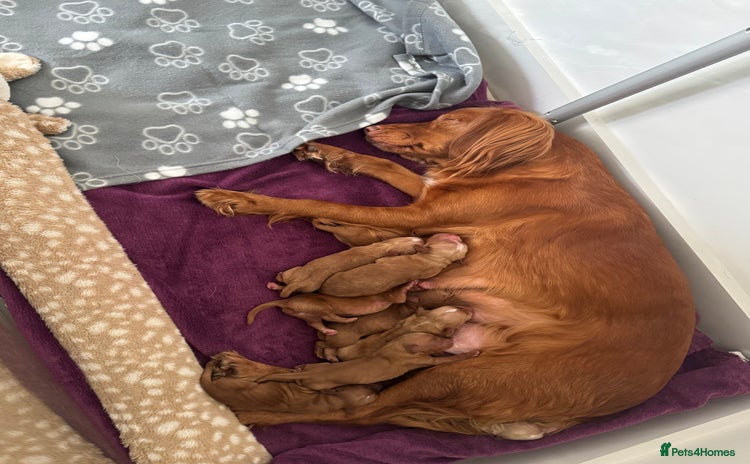 Cocker Spaniel dogs - Advert 7