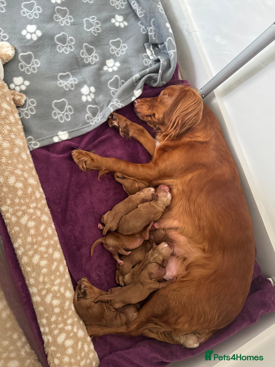 Cocker Spaniel dogs for sale: Red Cocker Spaniel Puppies - Image 4